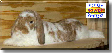 Rowdy, the Pet of the Day