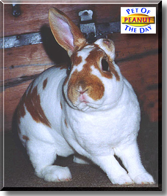 Peanut Butter, the Pet of the Day