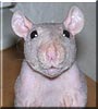 Chia