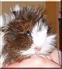 Miss Mop