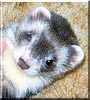 Rascal