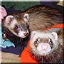Chloe, Caileigh