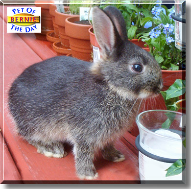 Bernie, the Pet of the Day