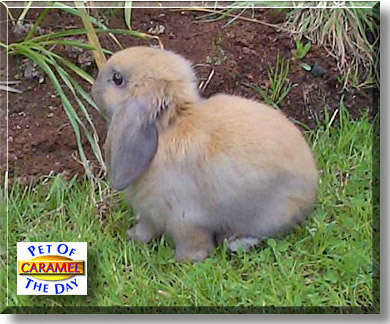 Caramel, the Pet of the Day
