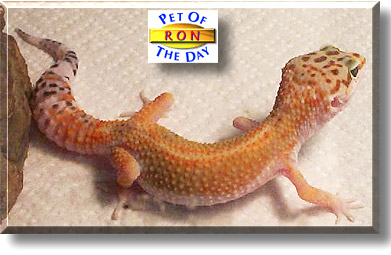 Ron, the Pet of the Day