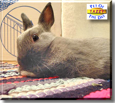 Tazzy, the Pet of the Day