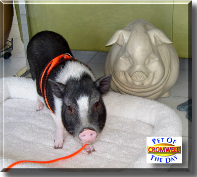 Cromwell, the Pet of the Day