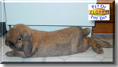Floppy, the Pet of the Day
