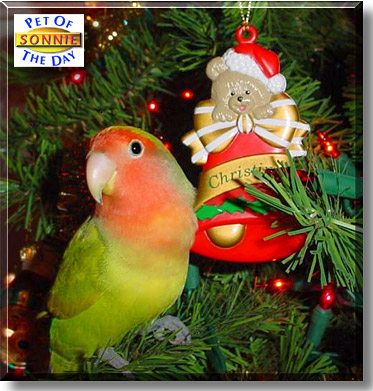 Sonnie, the Pet of the Day