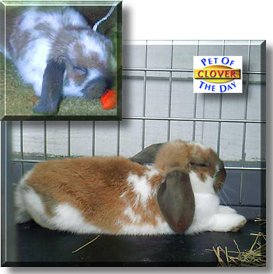 Clover, the Pet of the Day