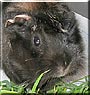 Panka