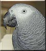 Simon