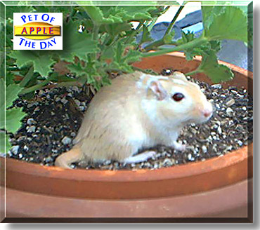 Apple, the Pet of the Day