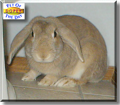 Dopey, the Pet of the Day