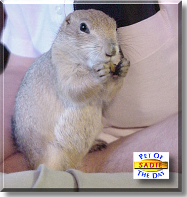 Sadie, the Pet of the Day