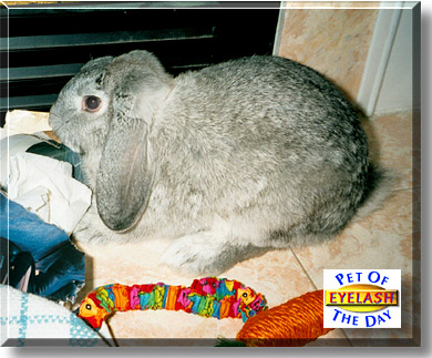 Eyelash, the Pet of the Day