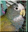 Pete