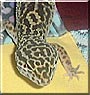 Gecky