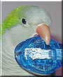 Kiwi