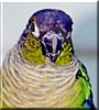 Petrie
