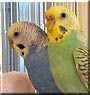Blueberry, Bud