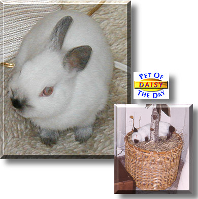 Daisy, the Pet of the Day