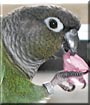 Pistachio