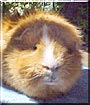 Rodney