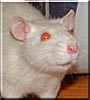 Sirus