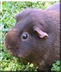 Minky