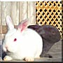 Snowball, Dixie