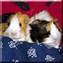 Gizmo and Fluffy