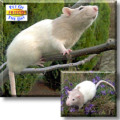 Frisco, the Pet of the Day