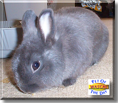 Wascal E. Wabbit, the Pet of the Day