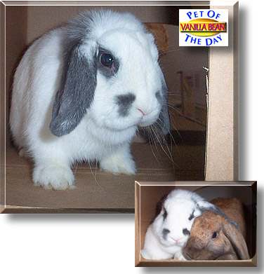 Vanilla Bean, the Pet of the Day
