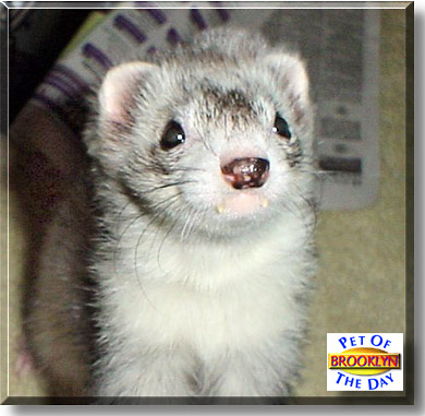 Brooklyn, the Pet of the Day