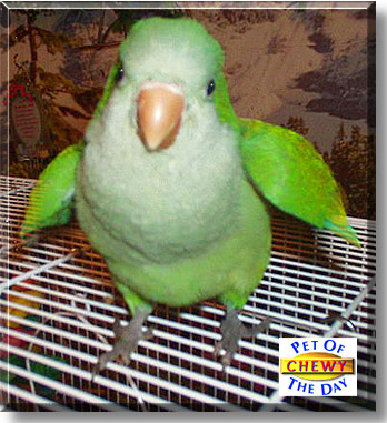 Chewy, the Pet of the Day