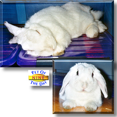 Nine, the Pet of the Day