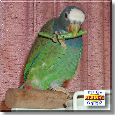 Spunky, the Pet of the Day