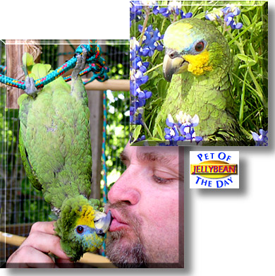 Jellybean, the Pet of the Day
