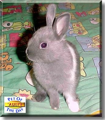 'Auli'i, the Pet of the Day
