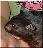 Furball