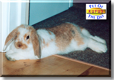 Rufus, the Pet of the Day