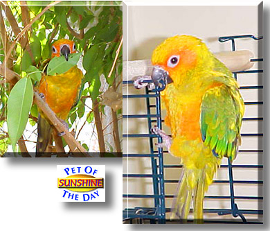 Sunshine, the Pet of the Day