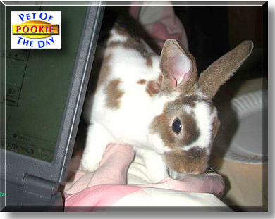Pookie, the Pet of the Day