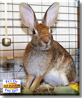 Mr. Funny Bunny, the Pet of the Day
