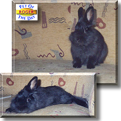 Roger, the Pet of the Day
