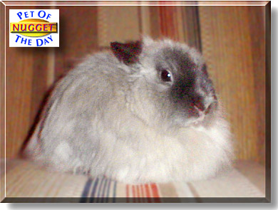 Nugget, the Pet of the Day