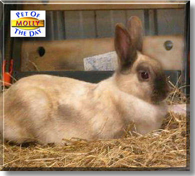 Molly, the Pet of the Day
