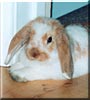 Rufus